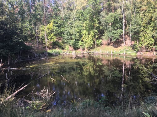 Um den Möhlauer See
