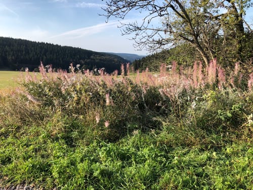 Rennsteig Etappe 5: Allzunah -Friedrichshöhe