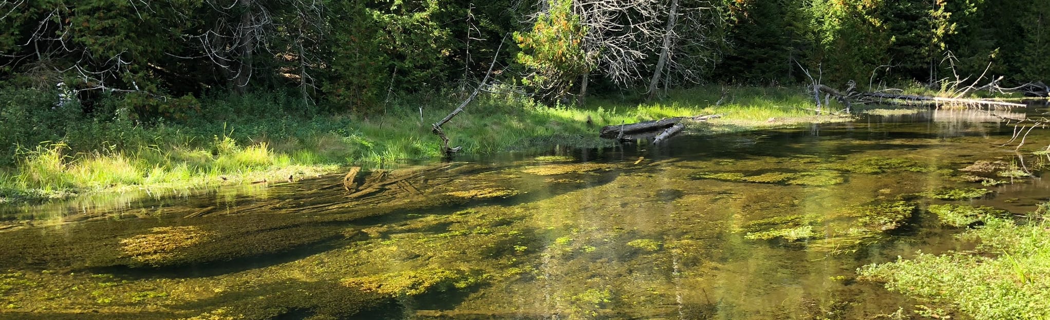 Feversham Trail 66 Reviews, Map Ontario, Canada AllTrails