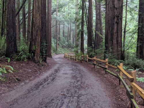 are dogs allowed in redwood regional park