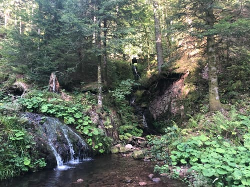 Wiesensteig (Premiumwanderweg)