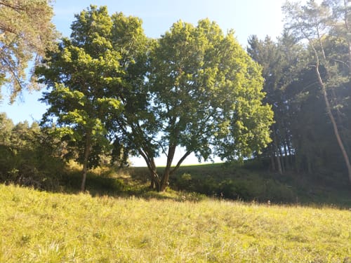 Pendolino-Wanderung
