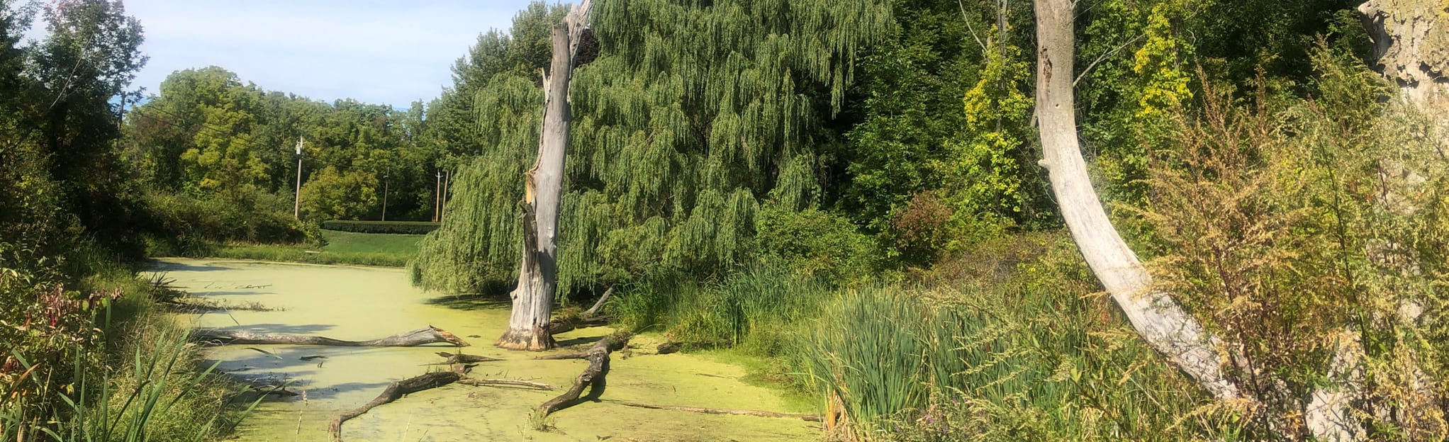 Whiting Road and ster Park Loop 138 Reviews, Map New York AllTrails