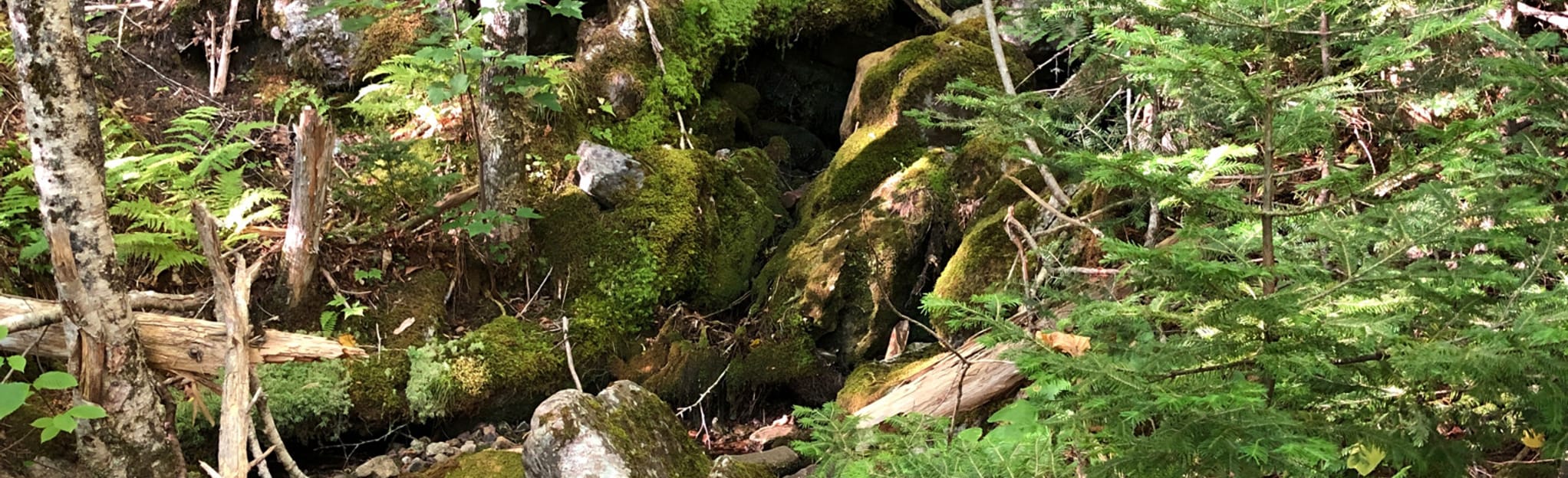 Lewis Mountain Trail 7 Reviews, Map Nova Scotia, Canada AllTrails