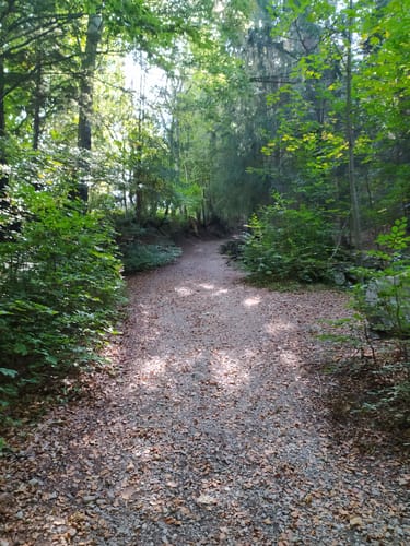 Auf die Buchenbergalm