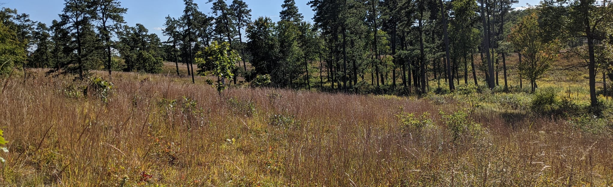 Kings Highway Barrens 131 Reviews, Map New York AllTrails