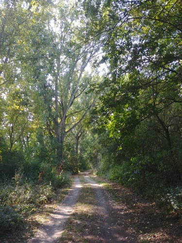 Rheindürkheim nach Guntersblum - Am Rhein entlang