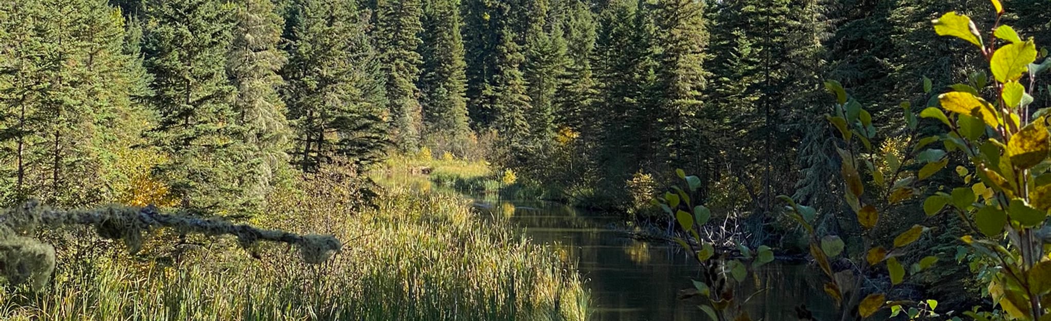 White Birch Trail 3 Reviews, Map Saskatchewan, Canada AllTrails