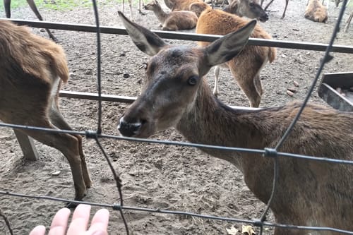 Durch den Wildpark Lüneburger Heide