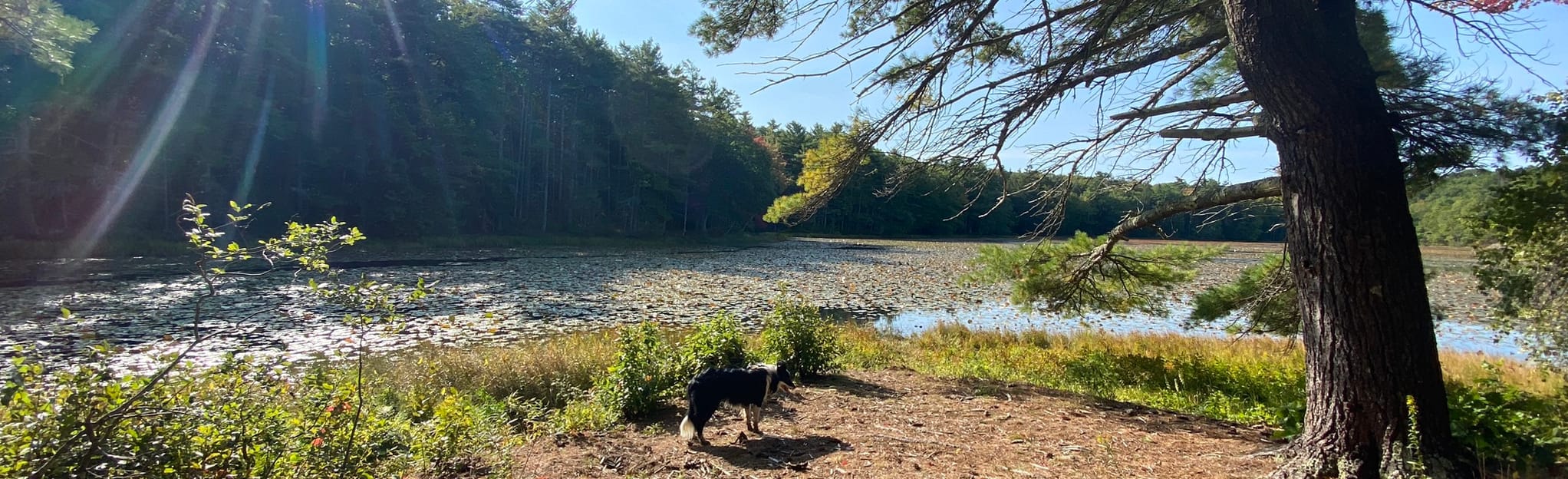Center Pond Perimeter Loop, Maine 62 Reviews, Map AllTrails