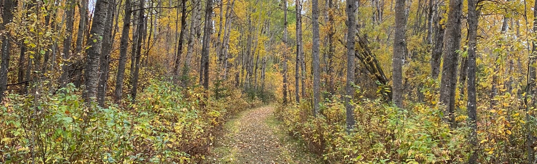 Winagami Loop 16 Photos Alberta, Canada Randonnée AllTrails