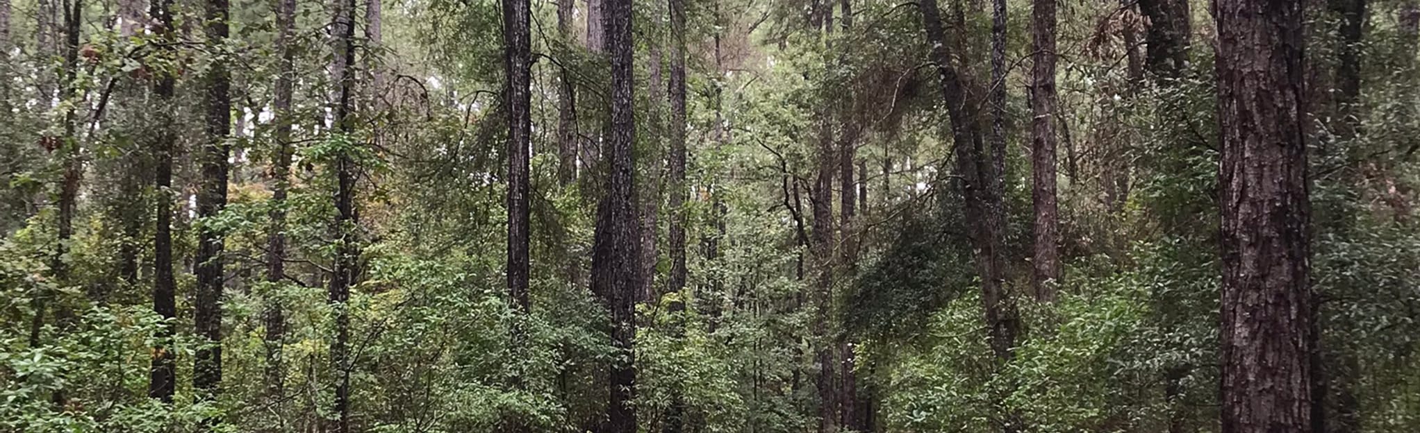 Dungannon Plantation Yellow Trail, South Carolina 46 Reviews, Map