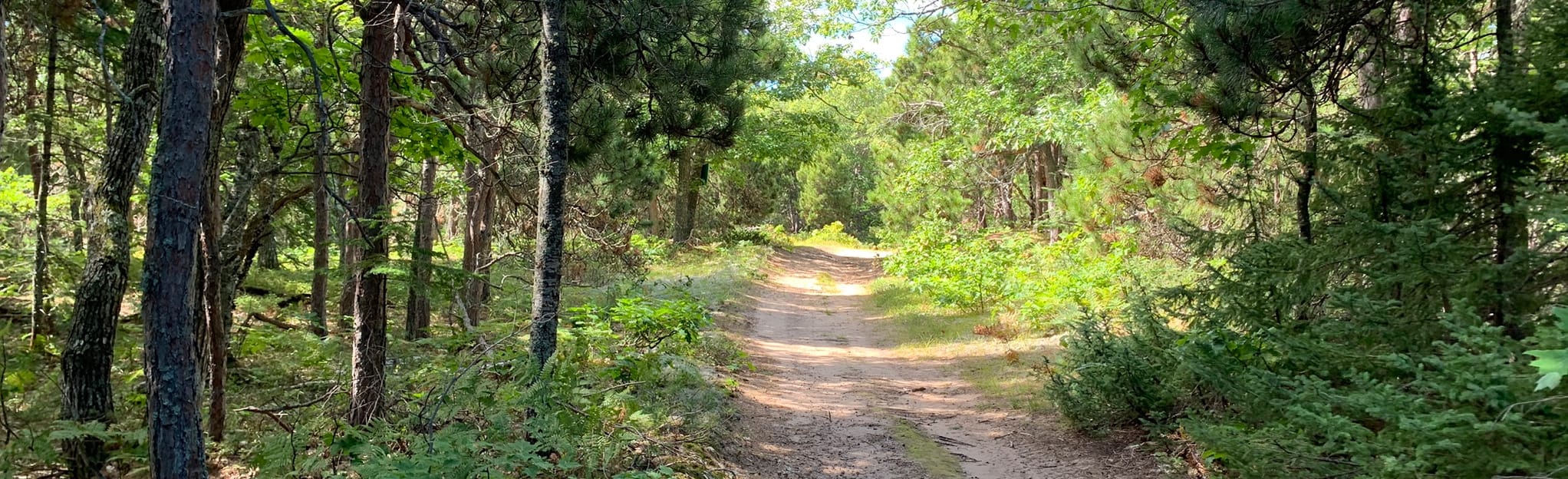 Pine Grove Trail Loop 4 Reviews, Map Michigan AllTrails