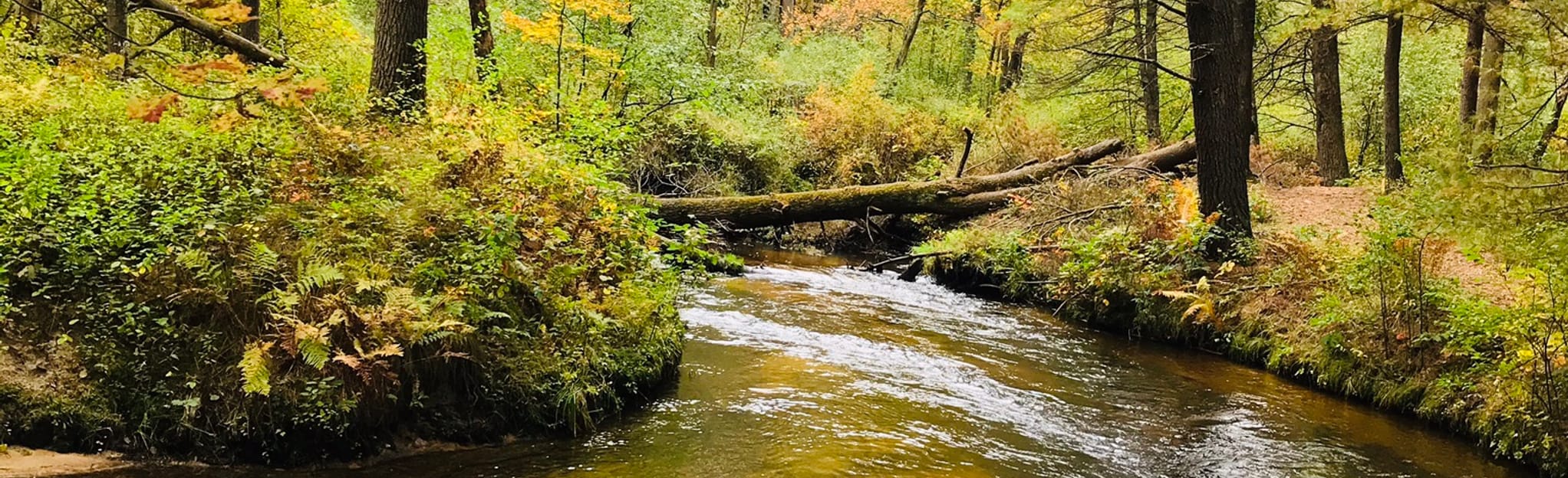 Fort McCoy Pine View Trails, Wisconsin 165 Reviews, Map AllTrails