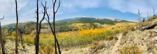 are dogs allowed in buffalo peak wilderness