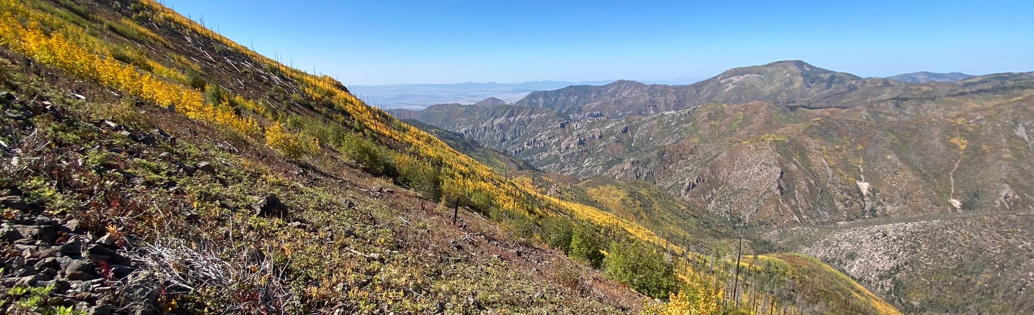 Mogollon Baldy via Crest Trail 39 foto's New Mexico AllTrails