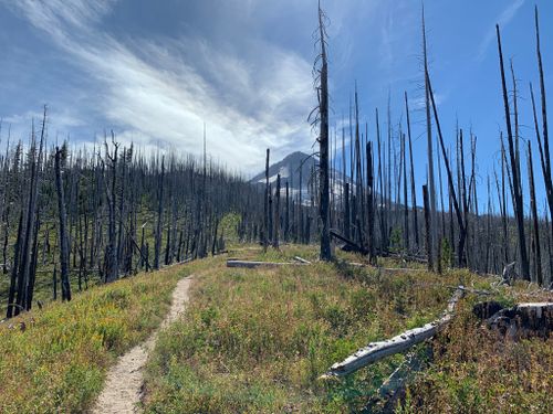 are dogs allowed in mt hood national forest