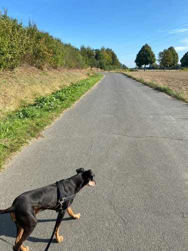 Rundweg um Fümmelsee