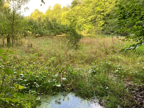 Kleine Runde im Salemer Moor