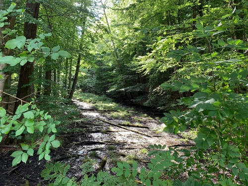 Kleine Runde im Salemer Moor