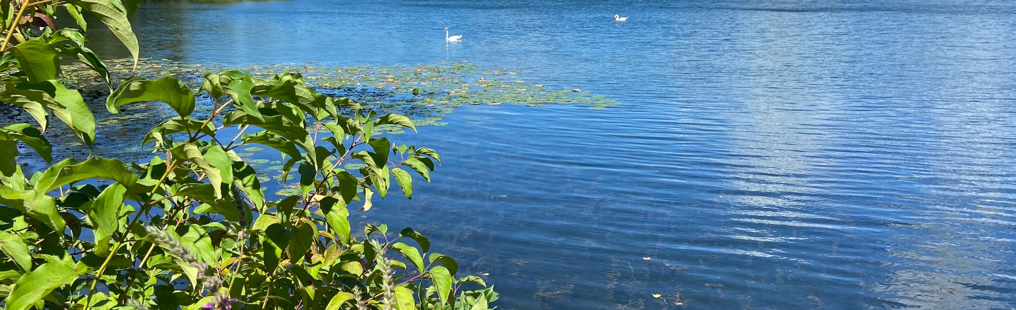 Pequannock Valley Park Lake Loop, New Jersey 48 Reviews, Map AllTrails