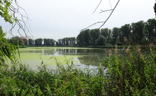 Zwischen Worms und Frankenthal
