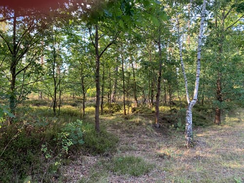 Büchen - Schwanheide - Dalldorf