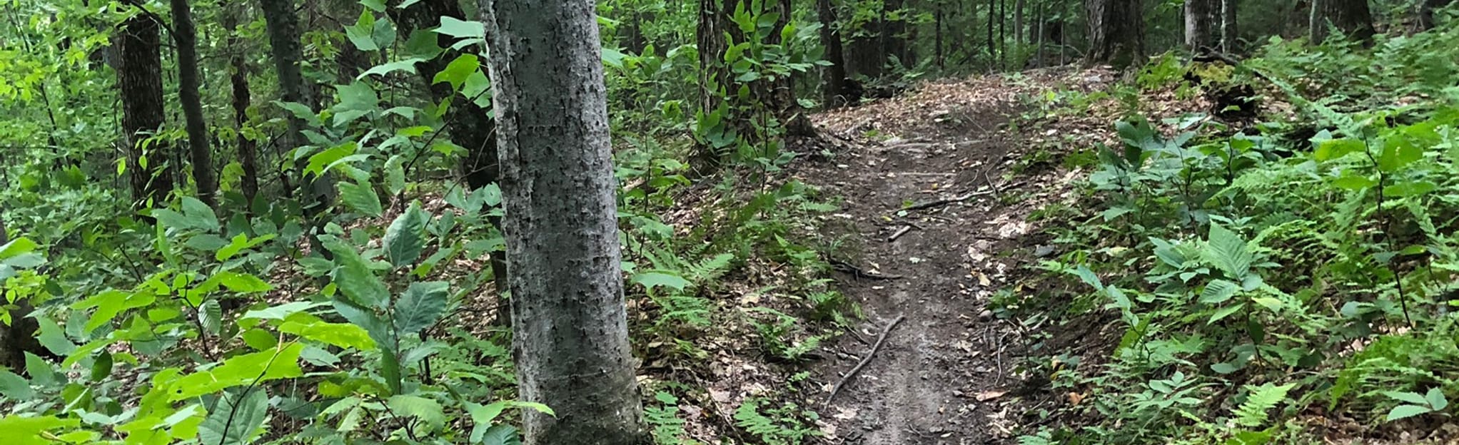 Split Rock Trail 56 Reviews, Map Vermont AllTrails