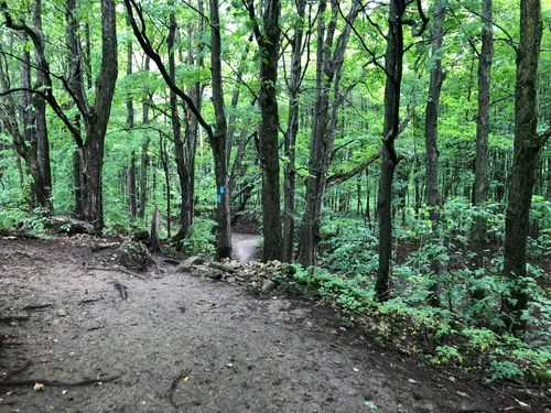 Best Bird Watching Trails in Pretty River Valley Provincial Park