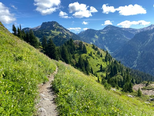 are dogs allowed in mt baker wilderness