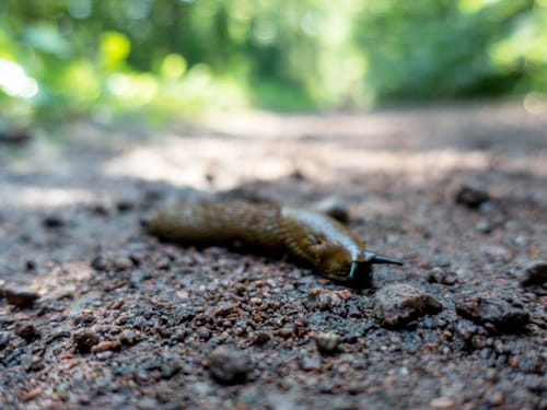 Gohlitzsee und Emstaler Schlauch Rundweg