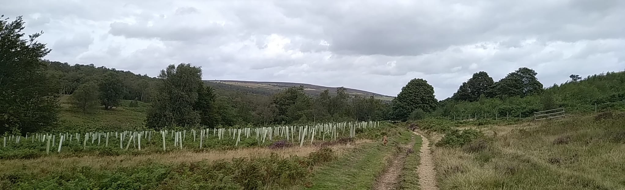 Brampton, Wigley, Millthorpe and Barlow Circular 45 Fotos Derbyshire, England AllTrails