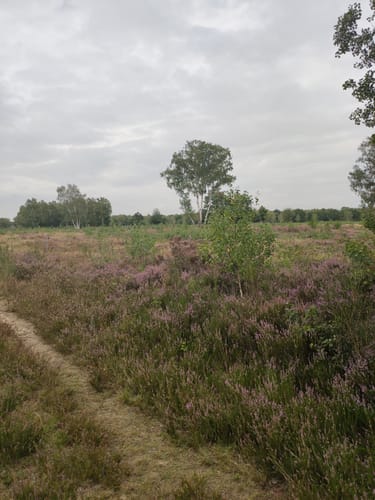 Von Drove durch die Heide nach Stockheim