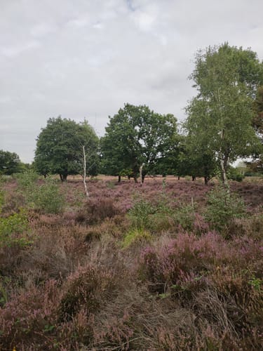 Von Drove durch die Heide nach Stockheim