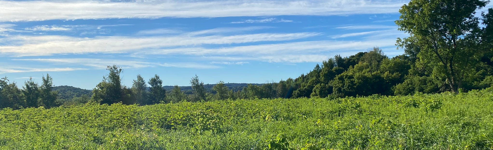 Camillus Unique Area 1, 6, and 5 Trail Loop, New York 68 Reviews, Map