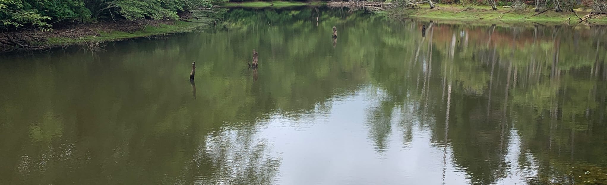 Sewanee Perimeter Trail, Tennessee 231 Reviews, Map AllTrails