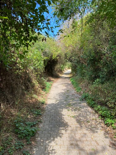 RheinTerrassenWeg Etappe 4: Guntersblum - Ludwigshöhe - Dienheim - Oppenheim