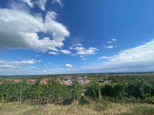 RheinTerrassenWeg Etappe 4: Guntersblum - Ludwigshöhe - Dienheim - Oppenheim