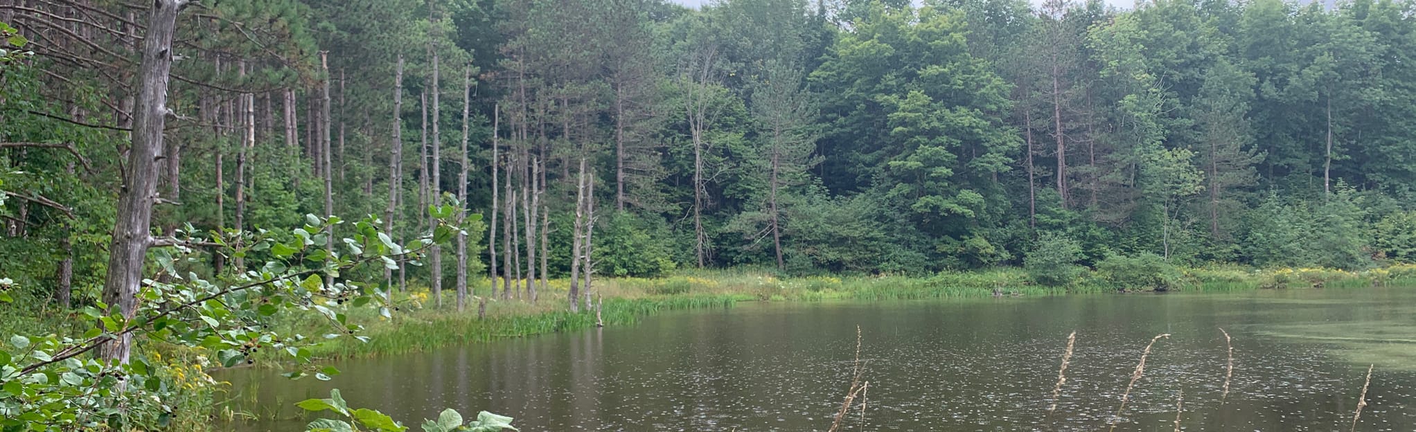 Boyce Hill State Forest Loop, New York 167 Reviews, Map AllTrails