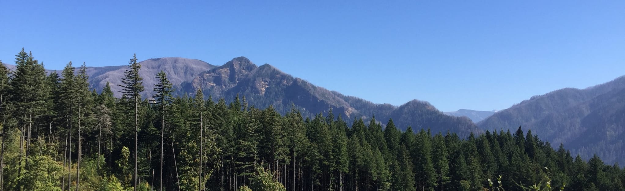 Strawberry Loop Trail 165 Reviews, Map Washington AllTrails