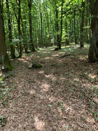 Märchenwald Burgschwalbach
