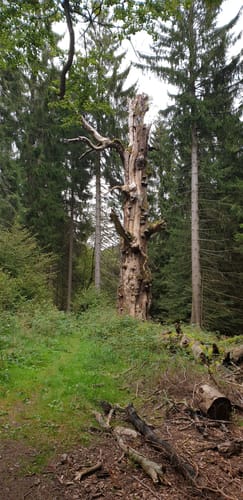 Rennsteigabschnitt über die Grenzwiesen