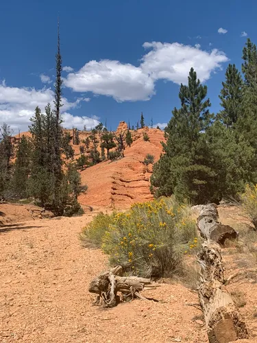 Best hikes in sale dixie national forest