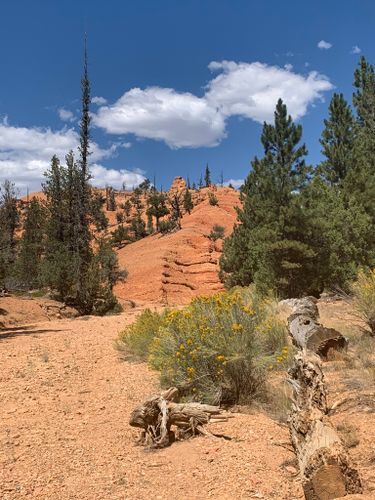 are dogs allowed in dixie national forest