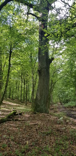 Rund um den Blumenthalsee