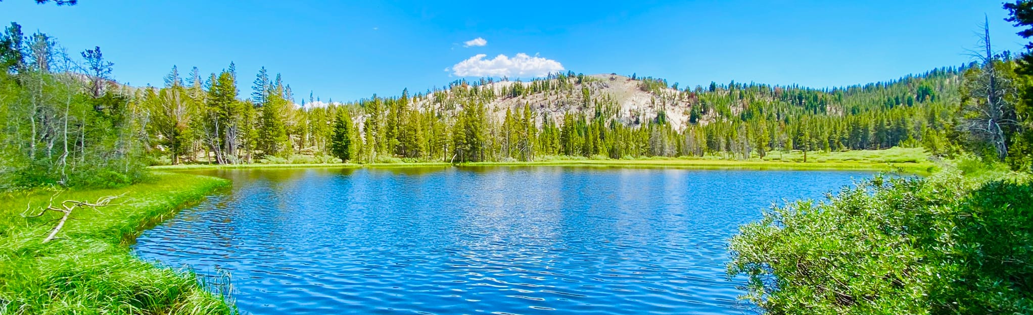 Tamarack Lake Trail, Nevada 202 Reviews, Map AllTrails