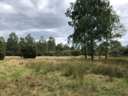 Rundwanderweg Niederhaverbeck N1