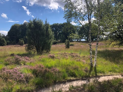 Rundwanderweg Niederhaverbeck N1