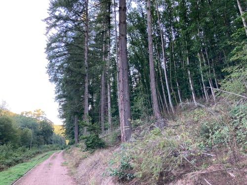 Eiswoog Bockbachtal