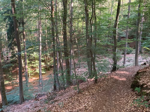 Eiswoog Bockbachtal
